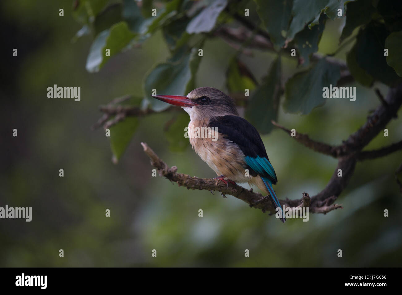 Brown-hooded kingfisher (Halcyon albiventris) sentados en la rama, Sudáfrica Foto de stock