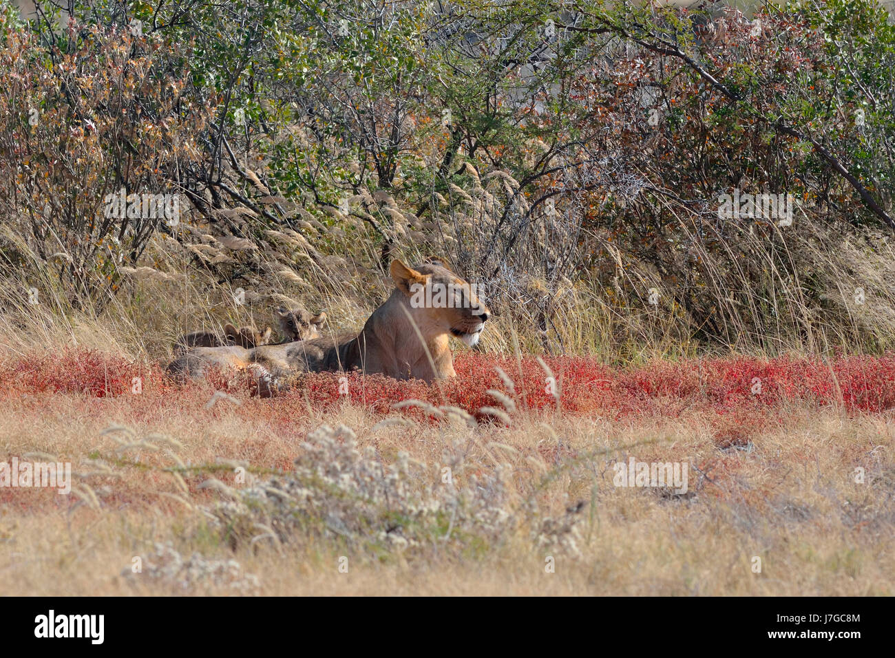 León Africano (Panthera leo), León con dos oseznos tumbado en la hierba alta, el Parque Nacional de Etosha, Namibia Foto de stock