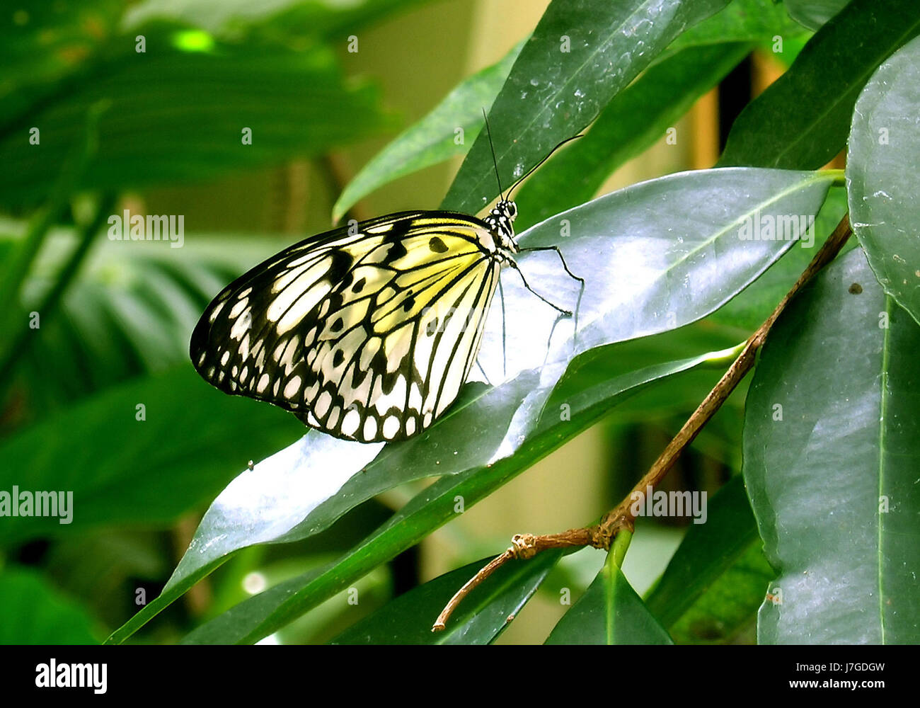 Insecto animal antena mariposa vuela vuela vuela la pierna volando fly
