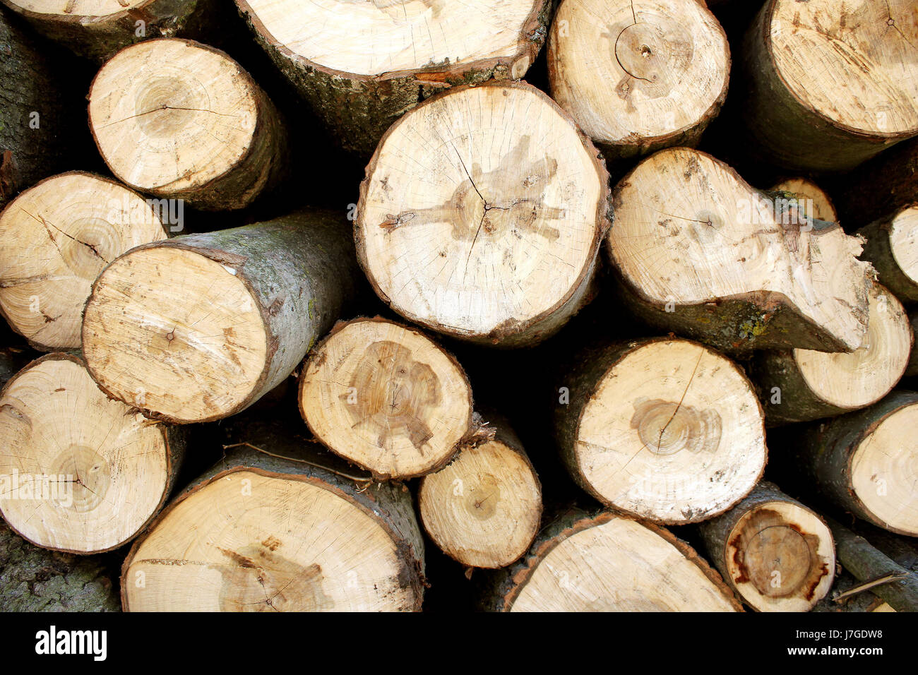 La madera de coníferas de leña de madera de grano detalle cultura bucólica marrón madera Foto de stock