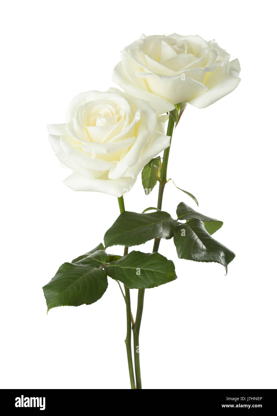 Dos rosas blancas fotografías e imágenes de alta resolución - Alamy
