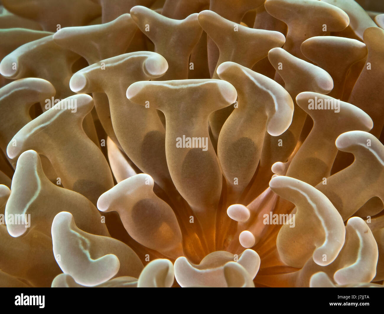 Imagen de detalle de martillo pólipos coralinos (Euphyllia sp.), Komodo en Indonesia. Foto de stock