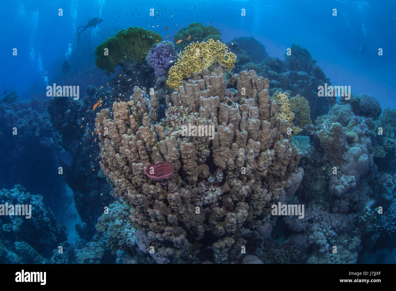 Los buceadores montañosa explorar los magníficos arrecifes de coral en el Mar Rojo. Foto de stock