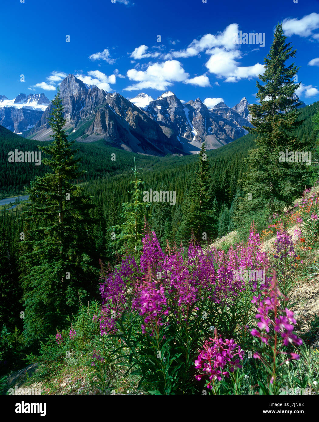 Montañas Rocosas canadienses y flores silvestres, el Banff NP , Alberta, Canadá Foto de stock