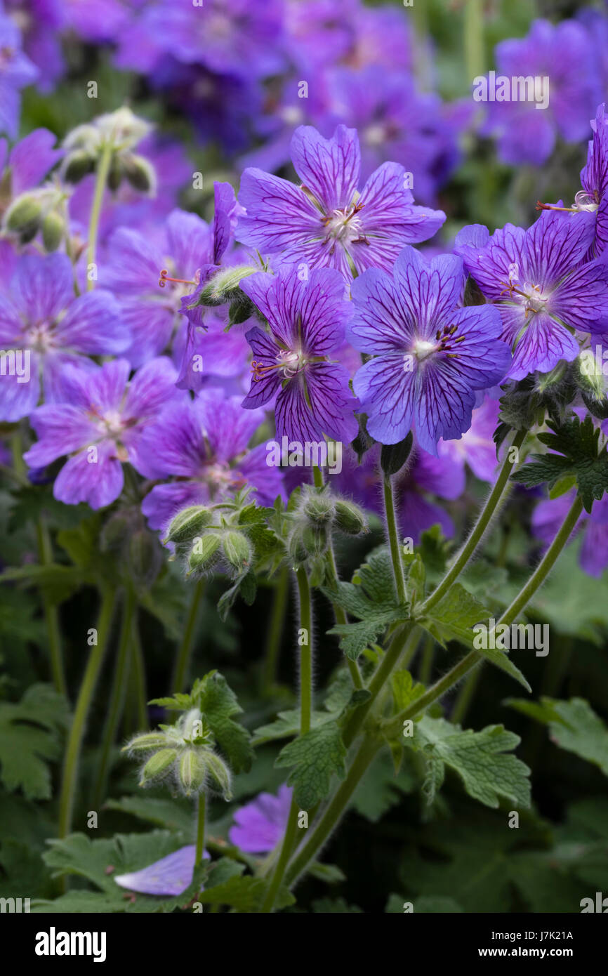 Las flores de los Hardy, geranio renardii híbrido, geranio "KAPA Flow', mostrando las guías de néctar púrpura en los pétalos Foto de stock
