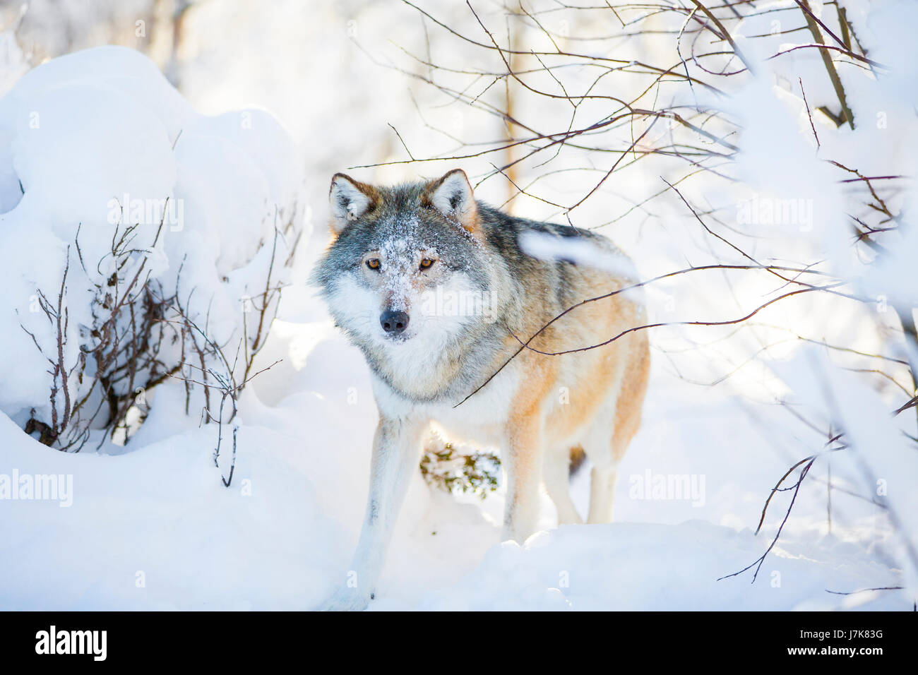 Lobo con ojos salvajes caminando en el bosque nevado de invierno Foto de stock