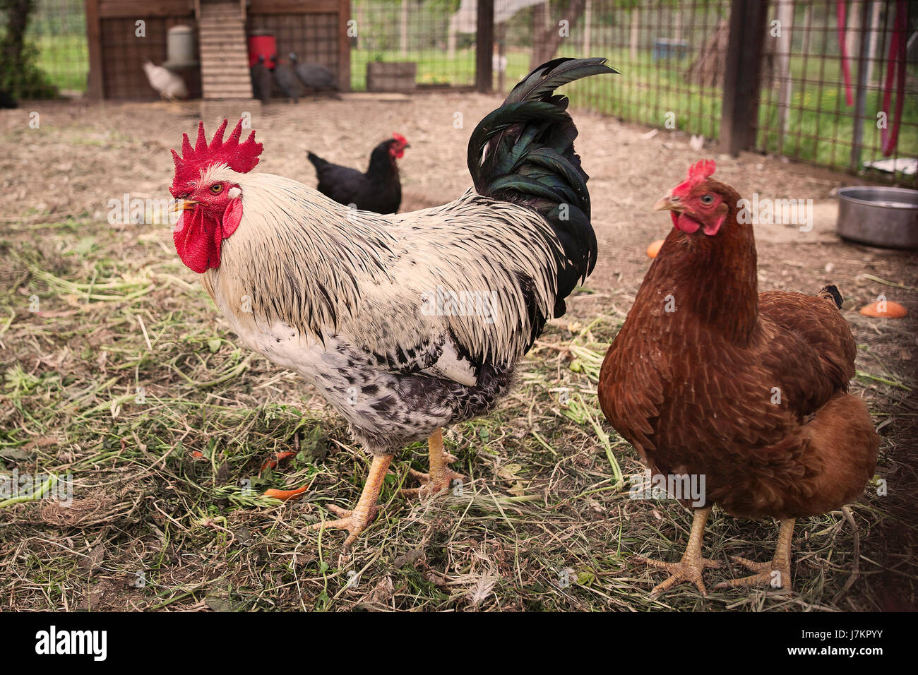 Farm Yard con Rooster Foto de stock