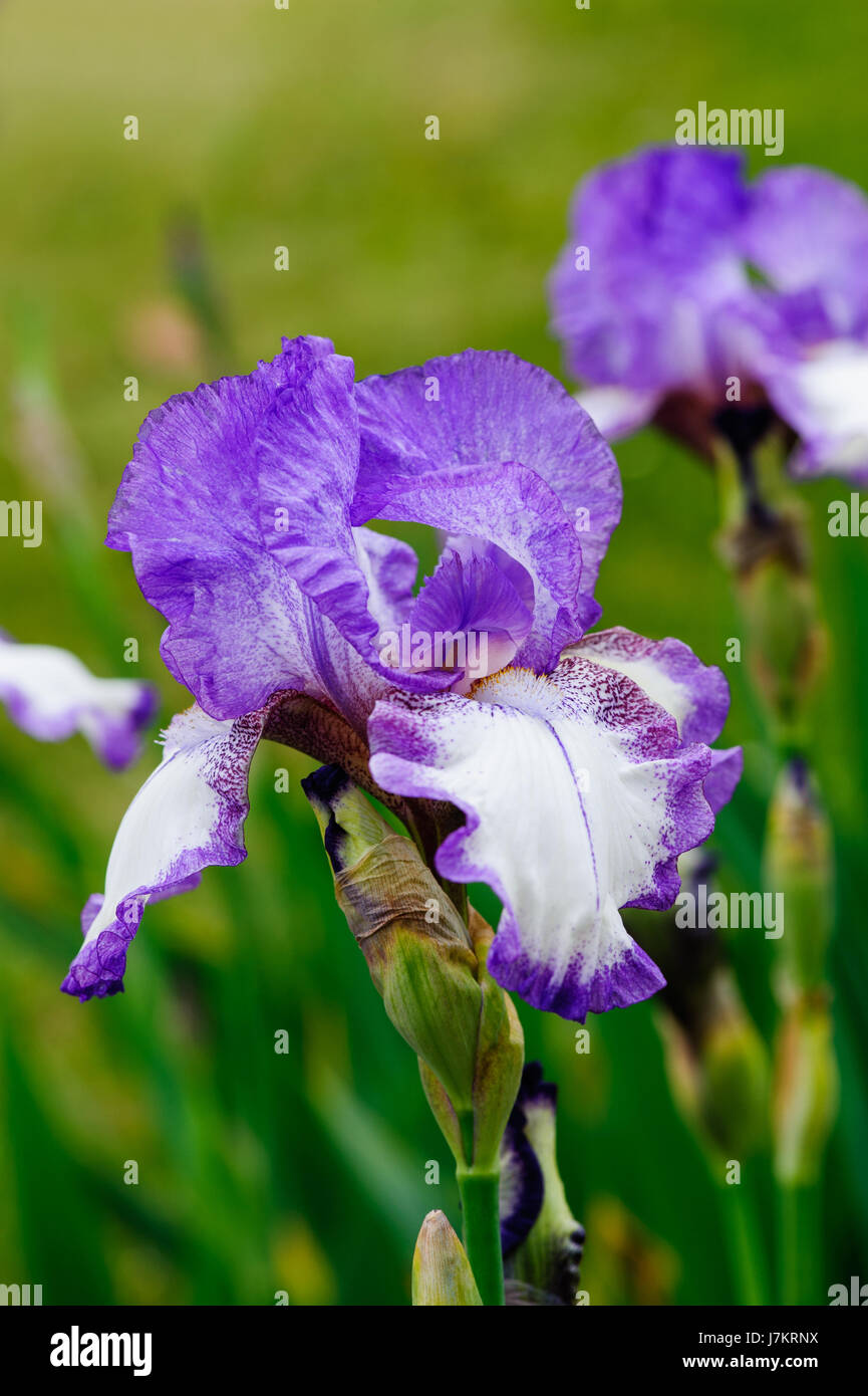 Hermosa flor Iris bailarines velo flores en el jardín Foto de stock