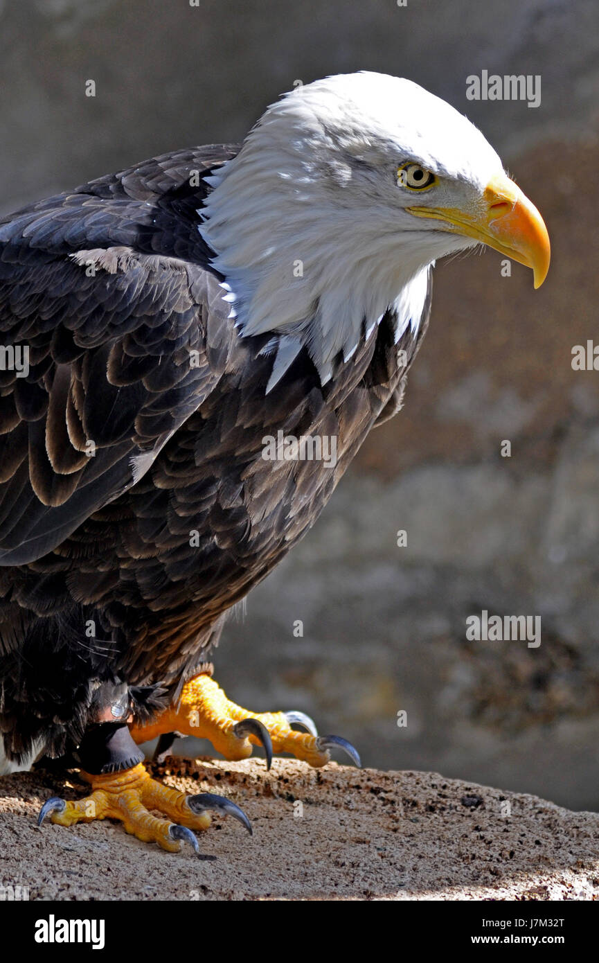 Aves aves PICO pico del águila de plumas de aves de la naturaleza aves