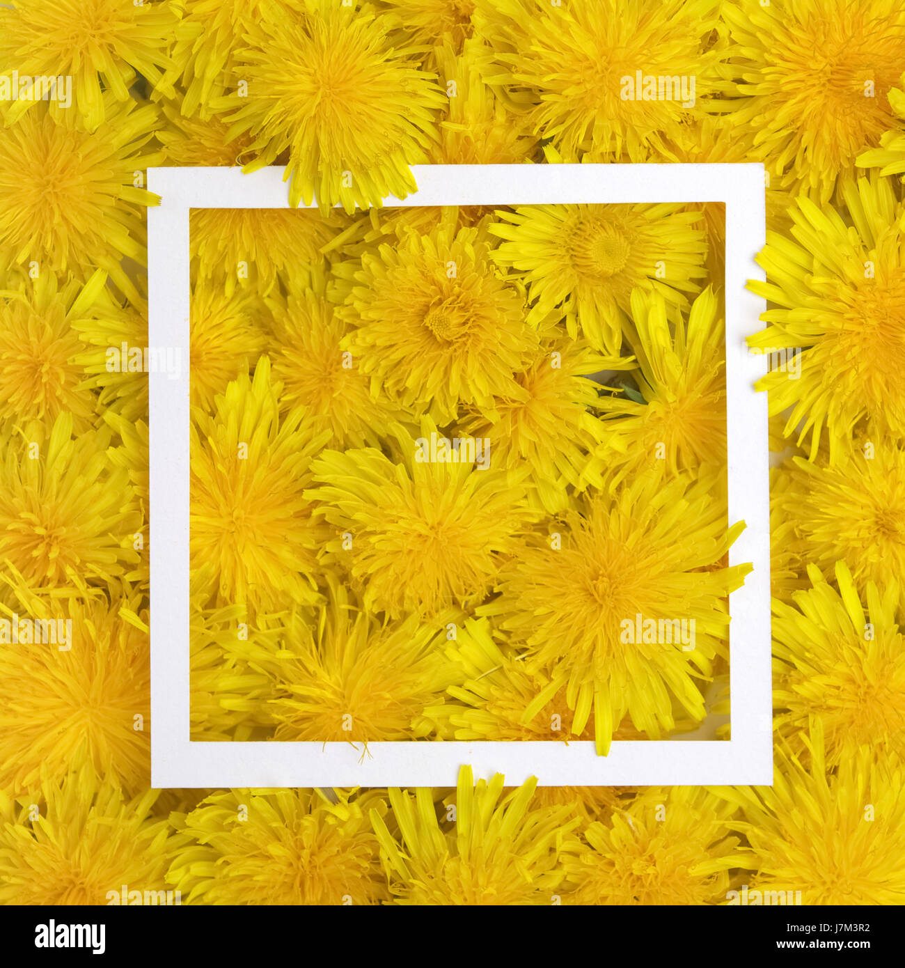 Marco blanco sobre fondo de flores amarillas. Primavera, verano concepto. Sentar planas, vista superior Foto de stock