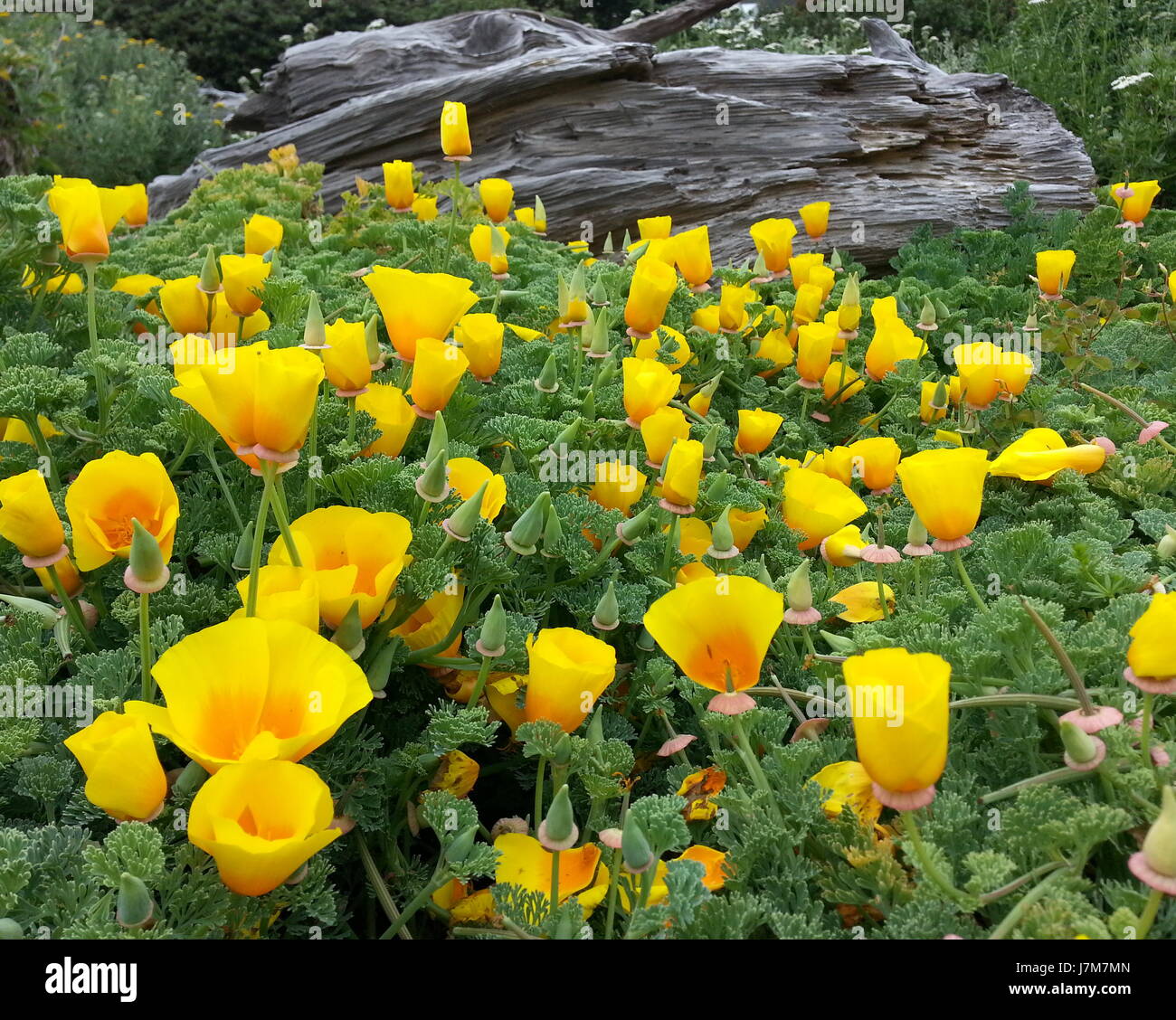 Preciosa nativa luminosas amapolas de California Foto de stock