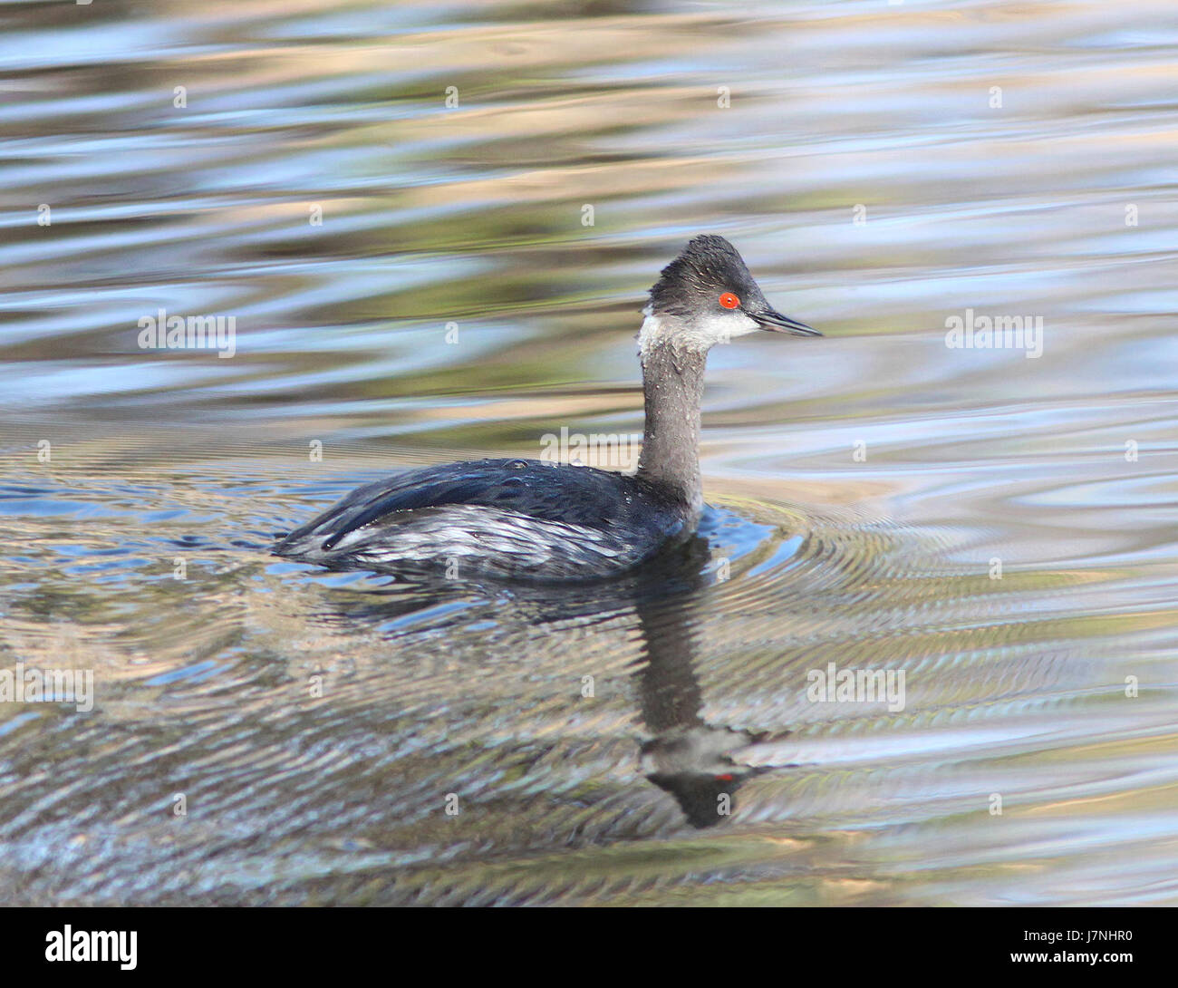 099 Orejas Grebe 4 3 12 Peña Blanca Lago Scc Az 4