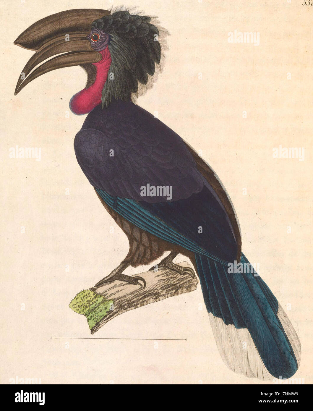 Ceratogymna atrata 1838 Foto de stock