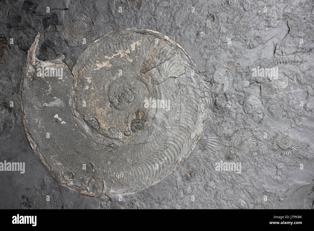 Amonita fósil en piedra caliza plana Foto de stock