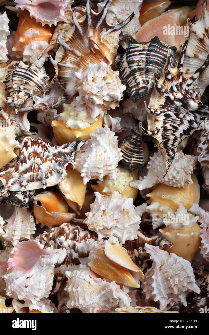 Conchas marinas tropicales Foto de stock