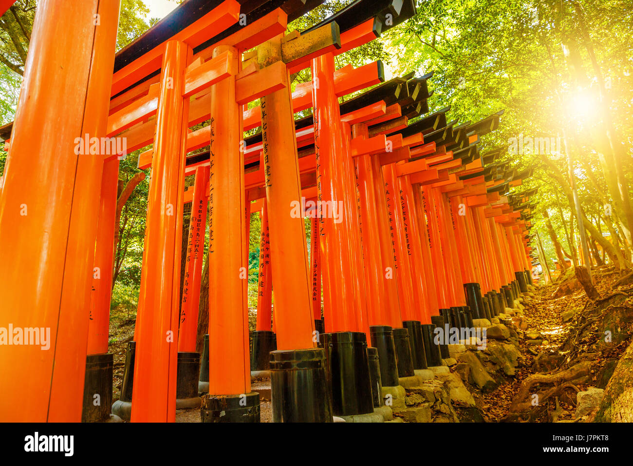 Miles de puertas rojas de torii en el santuario Fushimi Inari Taisha en  Kioto, Japón Fotografía de stock - Alamy