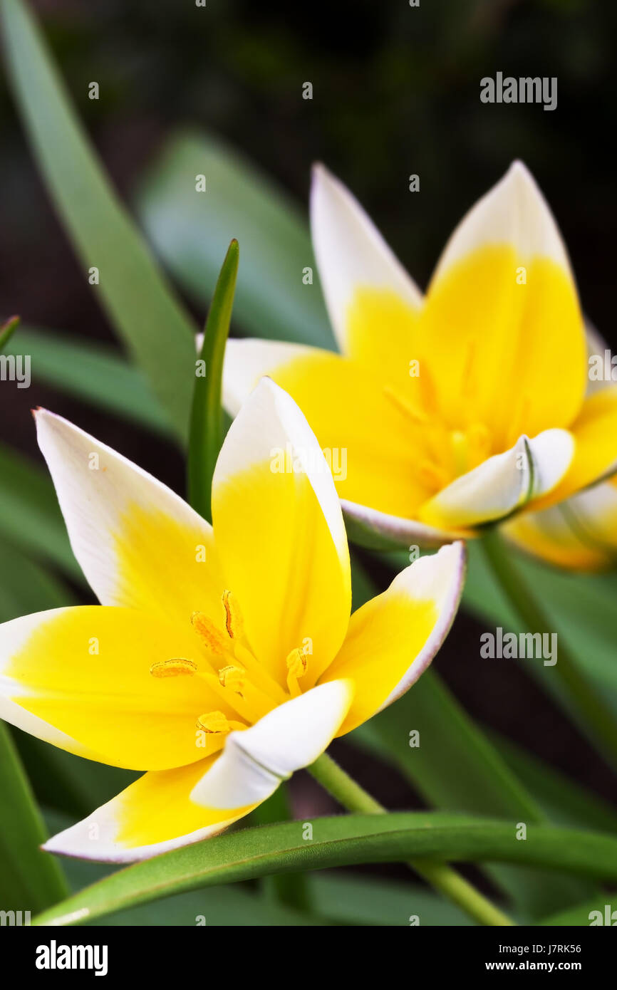 Planta de flor salvaje tulip haggardly jardín de flores florecen plantas  florecen en flor Fotografía de stock - Alamy