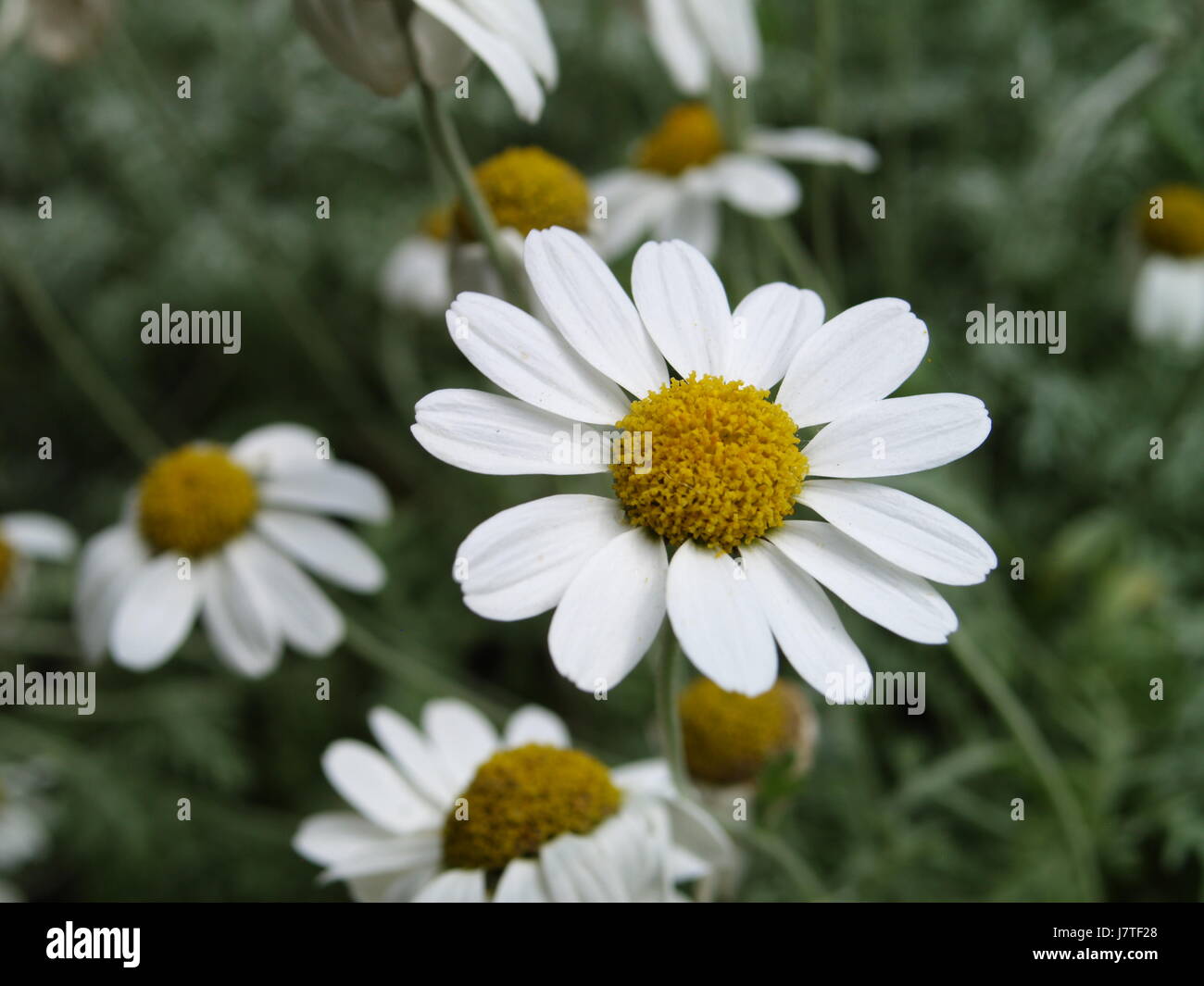 Fotografía de Naturaleza Foto de stock