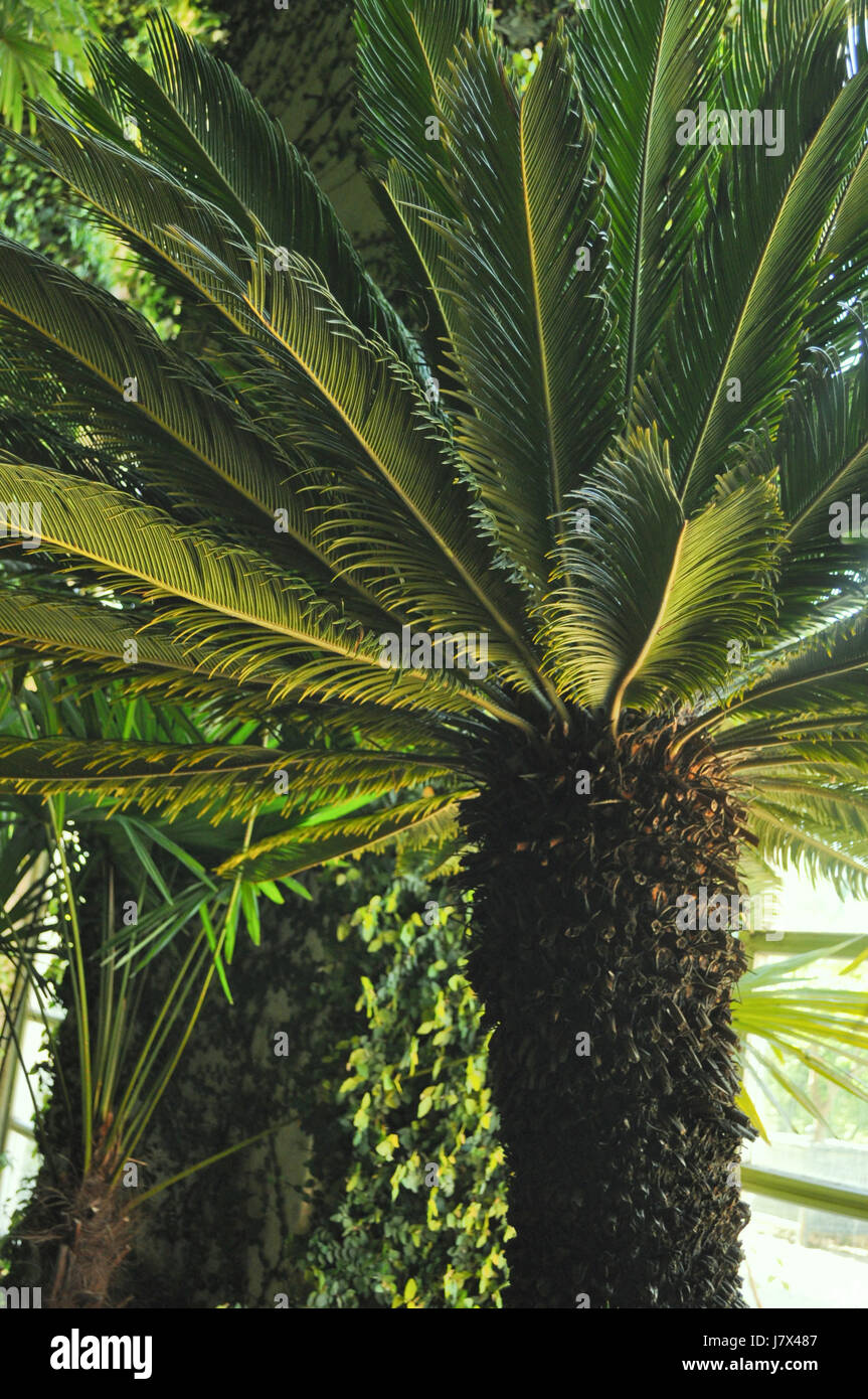 Árbol de palma tropical nombre científico del árbol de hojas hojas de  plantas tropicales de flor Fotografía de stock - Alamy