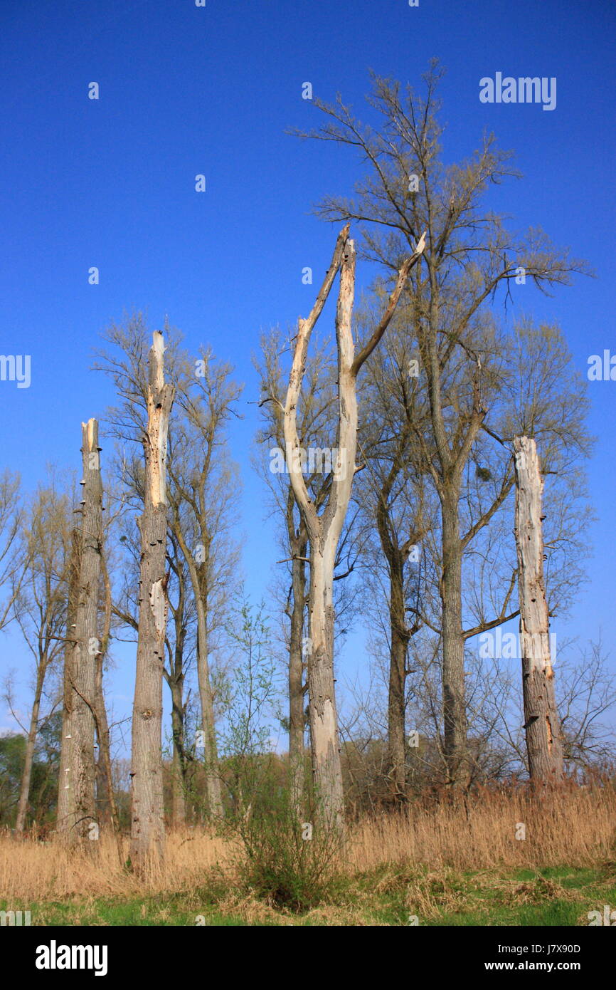 Árboles árbol macizo de árboles grupo naturaleza muerta asamblea existe  vida Fotografía de stock - Alamy
