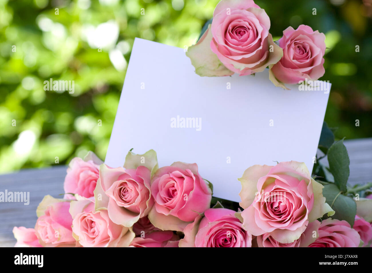 Planta De Flor Rosa Rosas Primavera Carta Para El Dia De La Madre