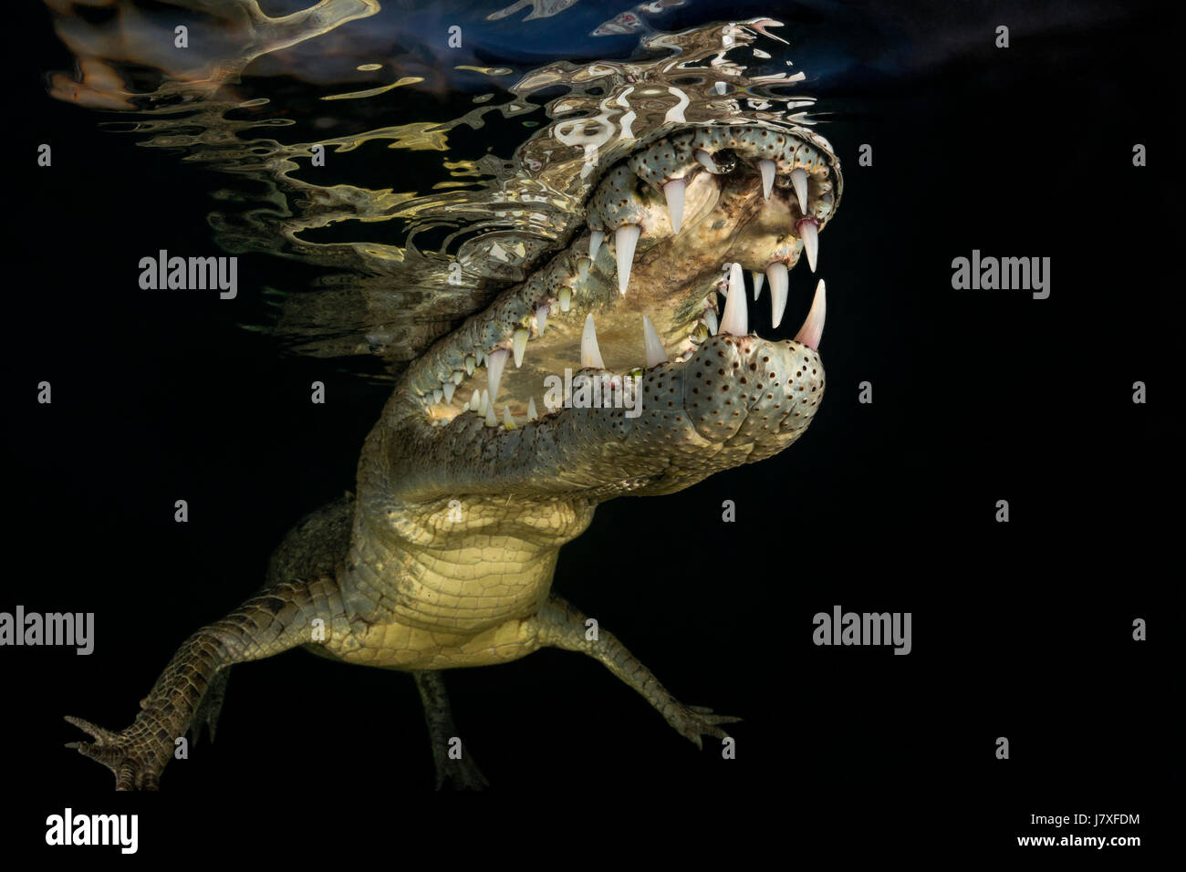 El cocodrilo americano Crocodylus acutus, Jardines de la Reina, Cuba Foto de stock