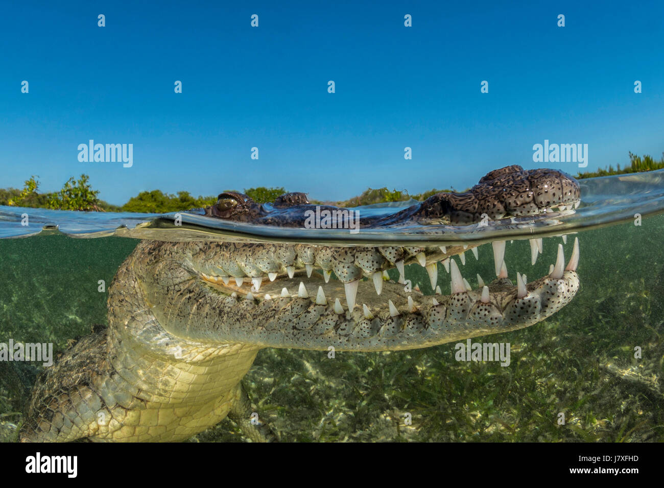 El cocodrilo americano Crocodylus acutus, Jardines de la Reina, Cuba Foto de stock