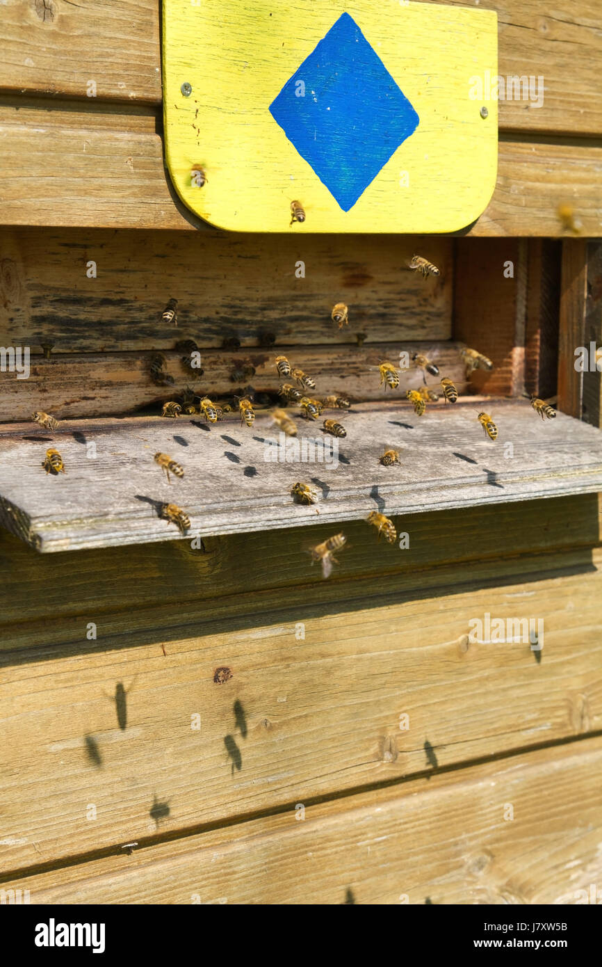 Colmena de abejas de miel apicultor apiarist cosido insectos animales agricultura flor Foto de stock