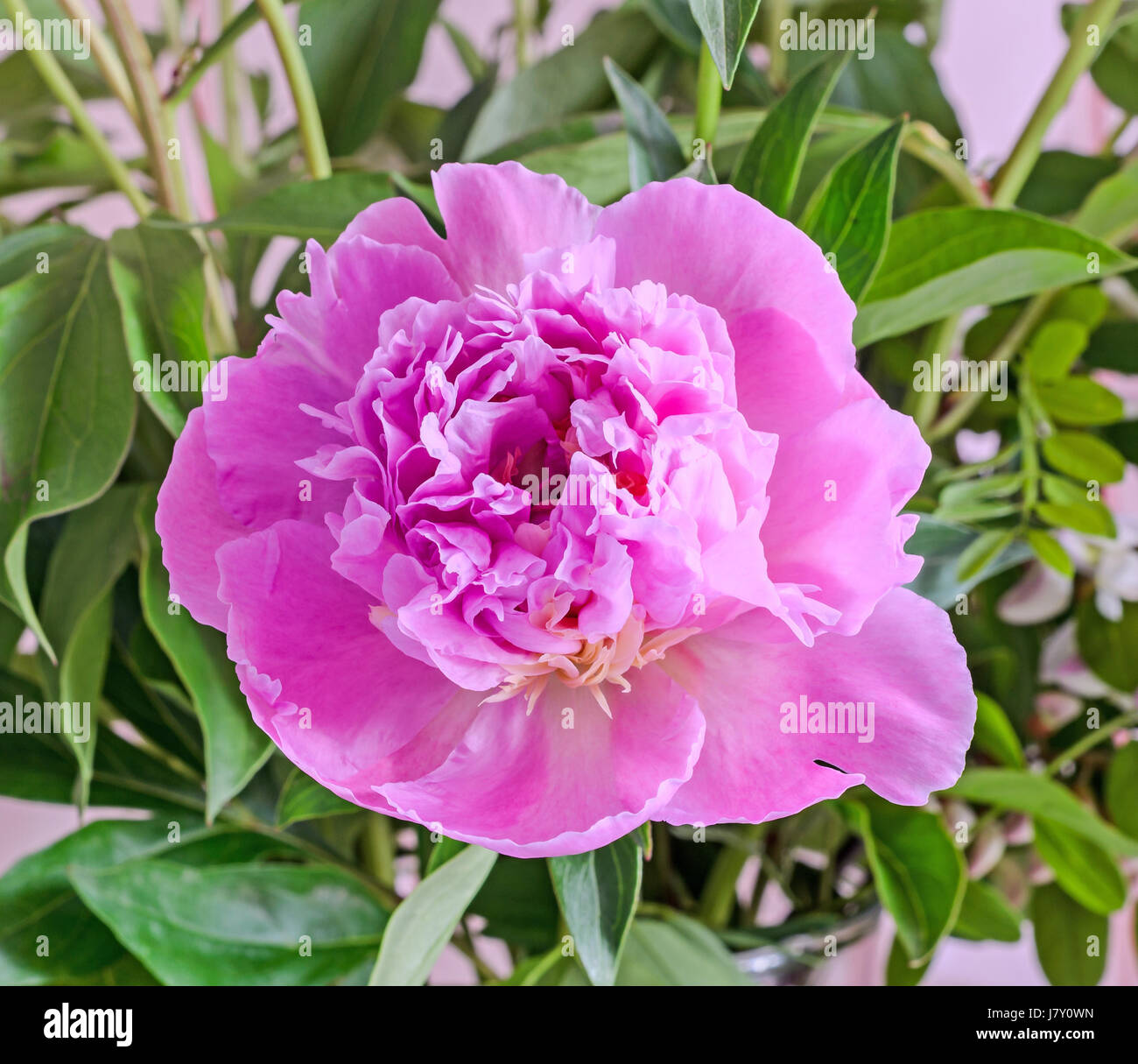 Rosa peonía, género Paeonia, familia Paeoniaceae, cerrar, aislado. Foto de stock