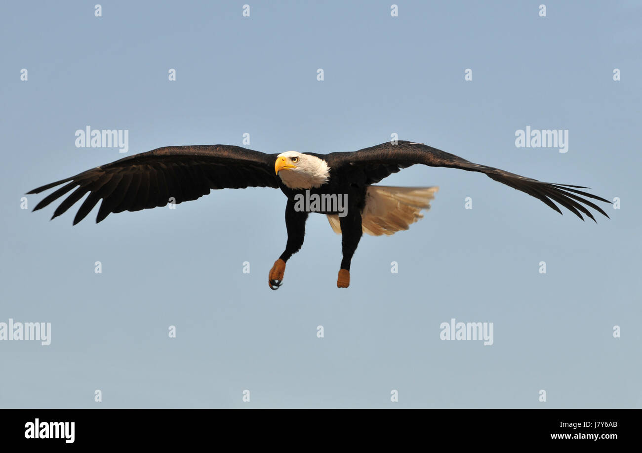 Eagle air fotografías e imágenes de alta resolución - Alamy