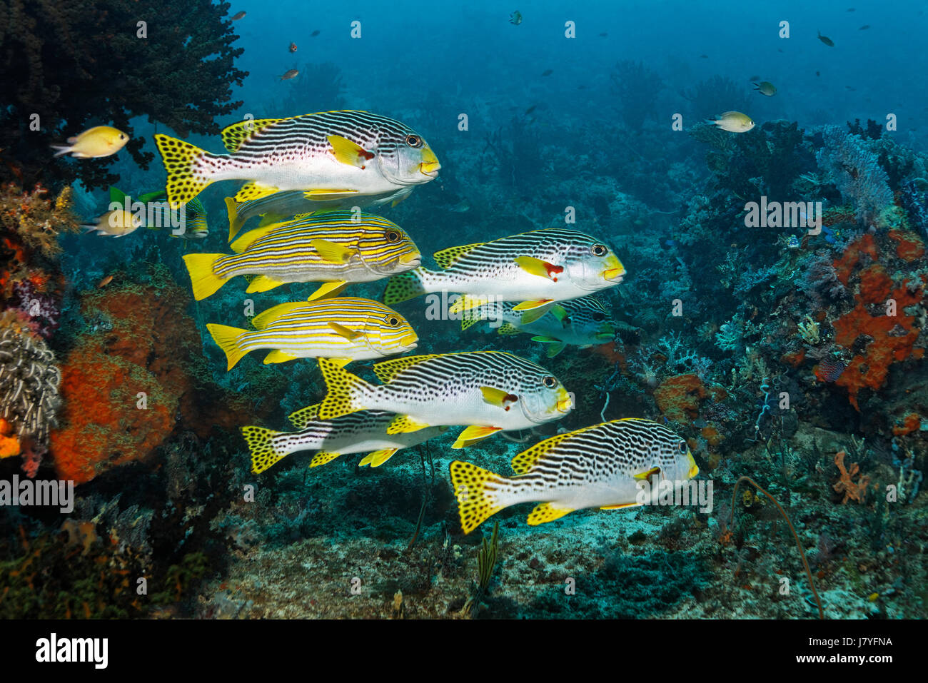 Escuela Mixta de pescado, sweetlips Plectorhinchus polytaenia ribboned (bandas) y diagonal (sweetlips Plectorhinchus lineatus) Foto de stock