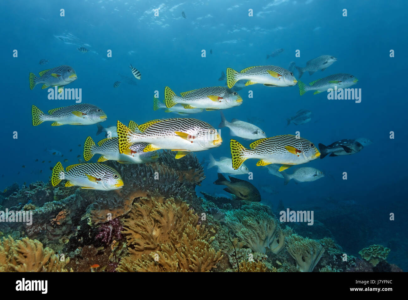 Escuela de bandas diagonales (sweetlips Plectorhinchus lineatus), Raja Ampat Archipiélago, Barat, Papua Nueva Guinea occidental Foto de stock