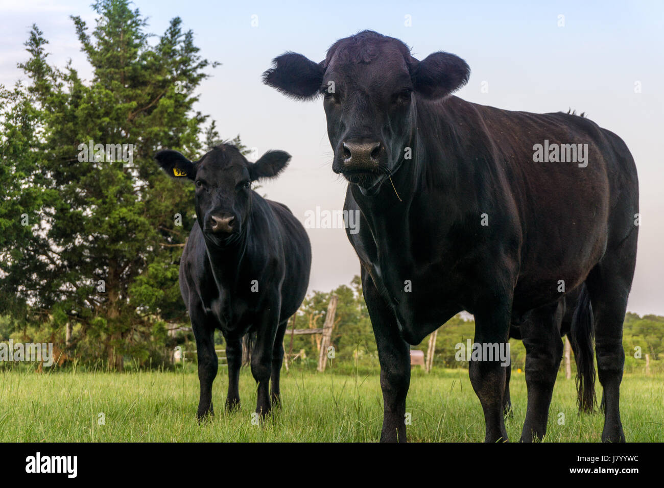 Texas vacas Angus negra Foto de stock