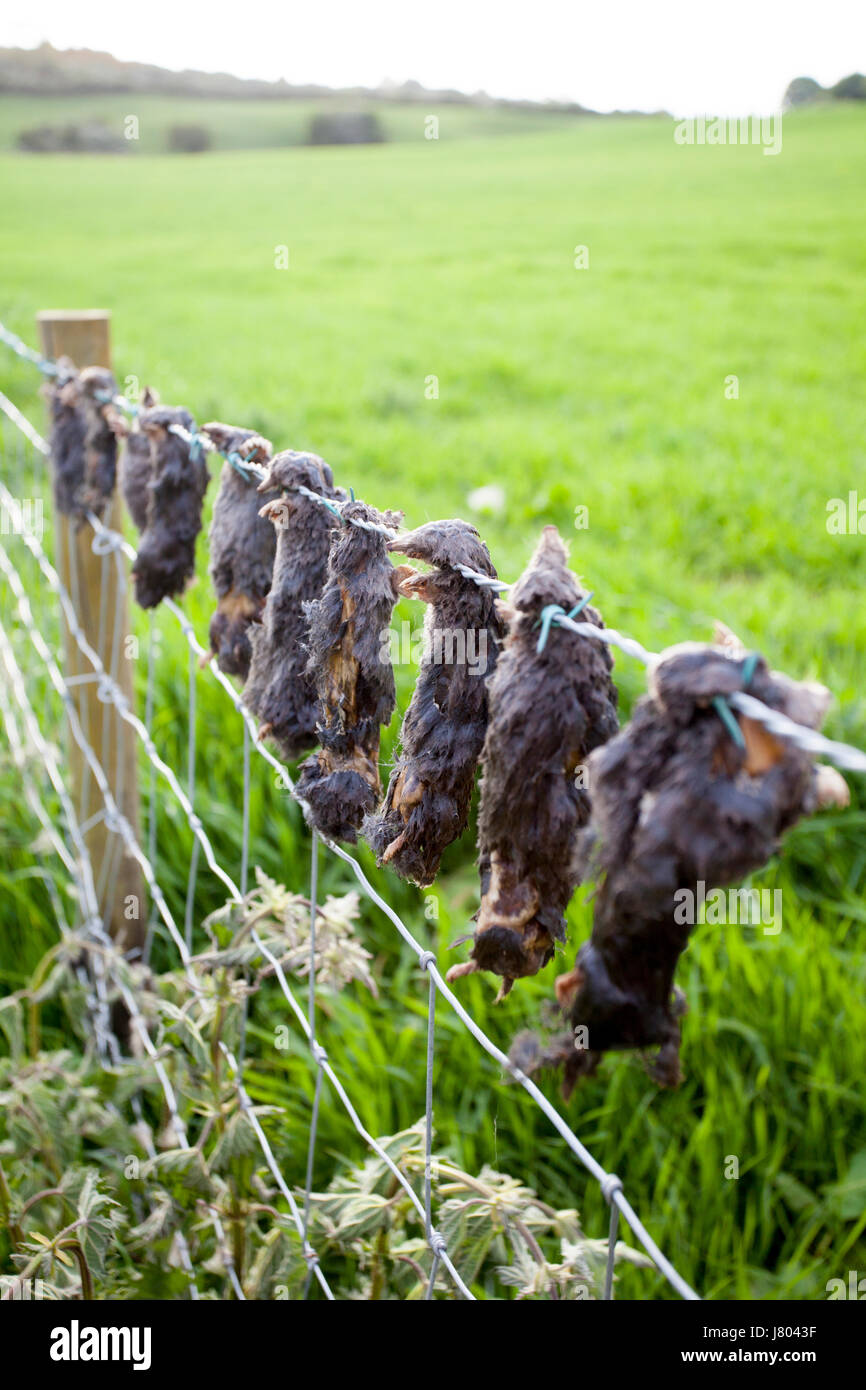 Los topos muertos encontrados en una valla de agricultores en la zona rural de Flintshire un método empleado para mostrar el agricultor que la mole catcher tiene capturados y asesinados moles Foto de stock