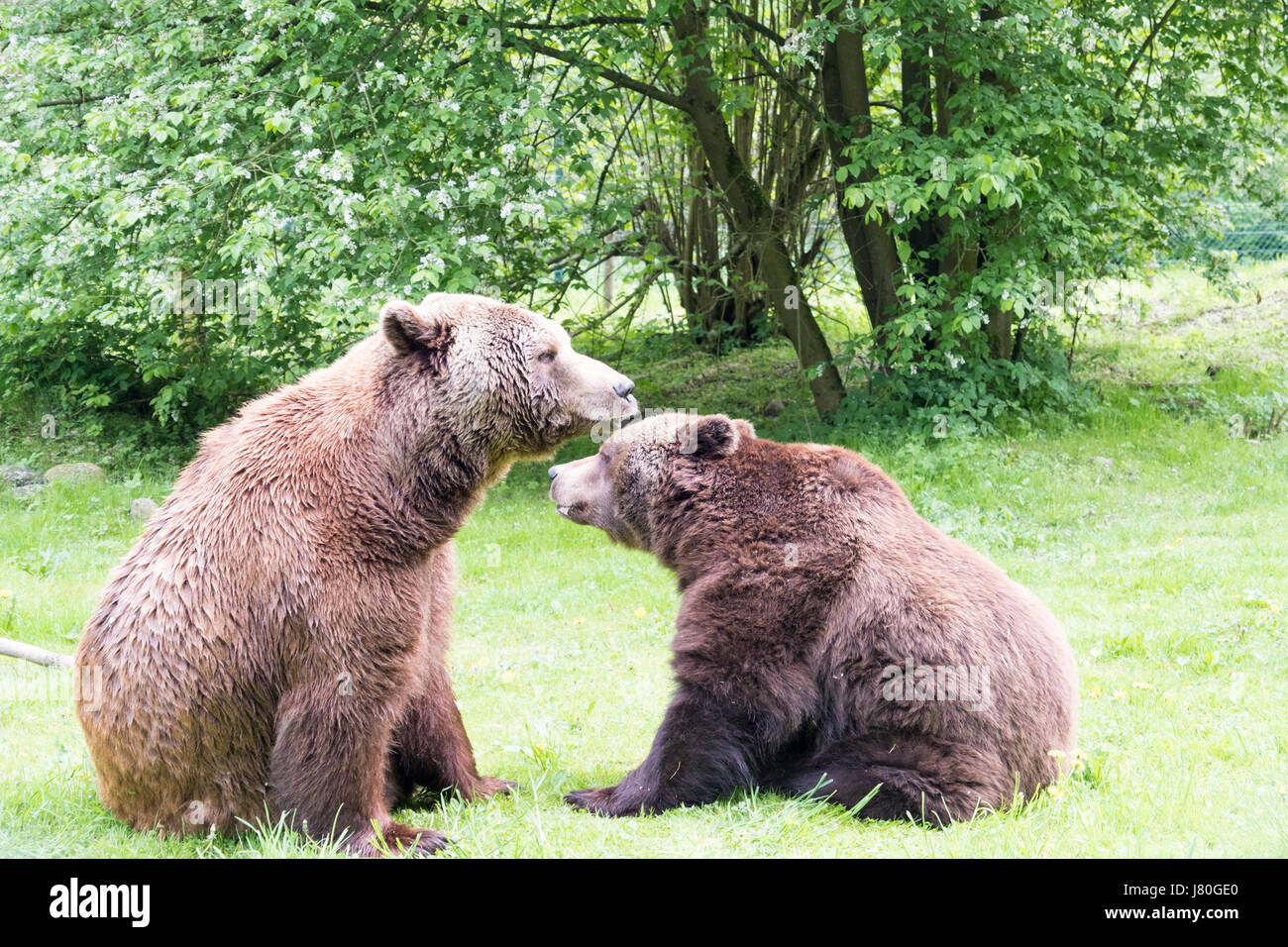 Dos osos pardos en Barenwald rescatados, Mecklenburg-Vorpommern, Alemania Foto de stock
