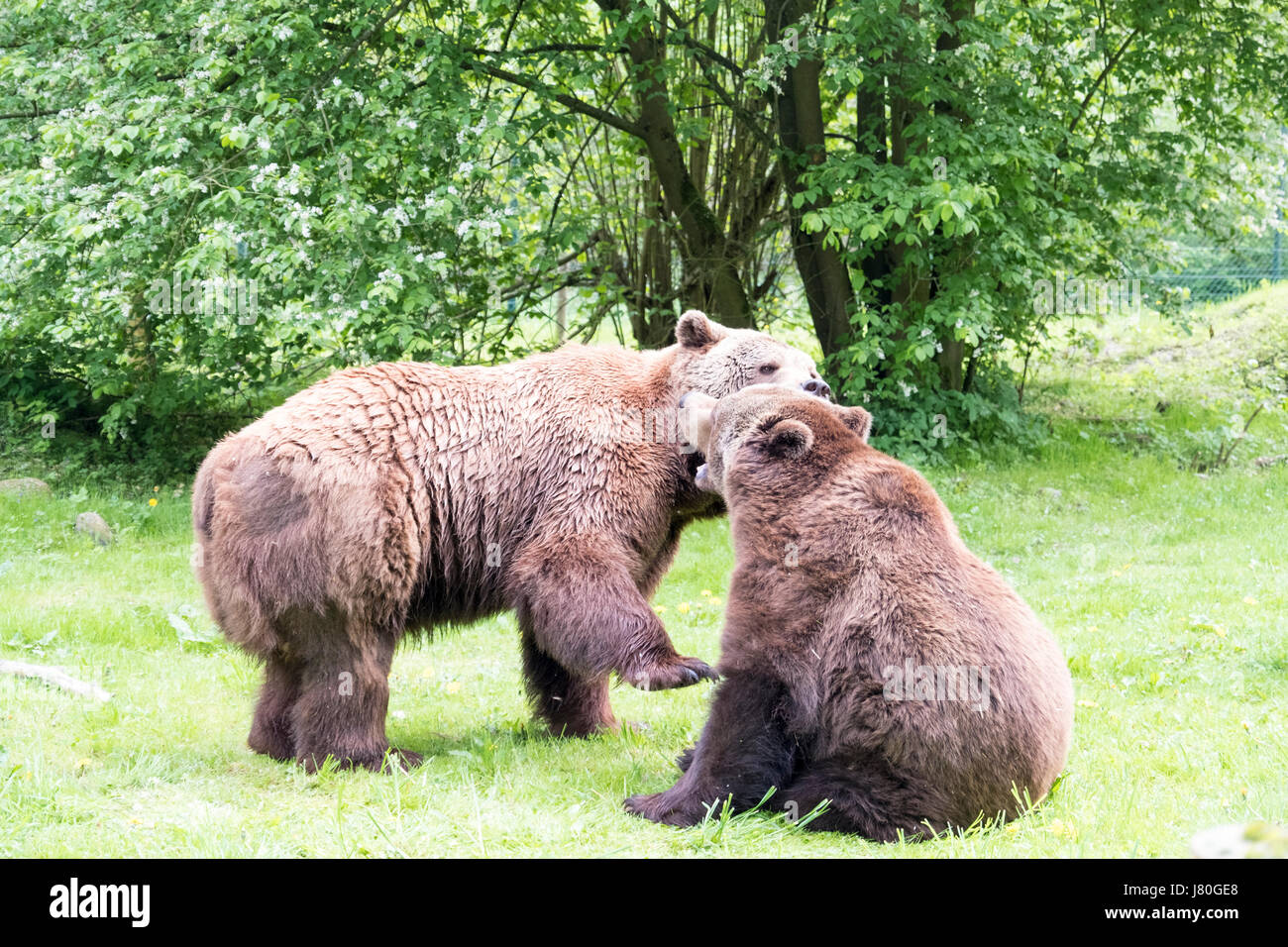 Dos osos pardos en Barenwald rescatados, Mecklenburg-Vorpommern, Alemania Foto de stock
