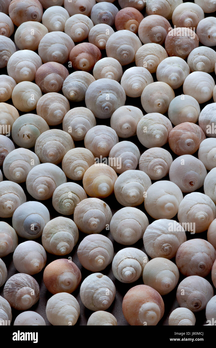 La variación natural de los caracoles Foto de stock