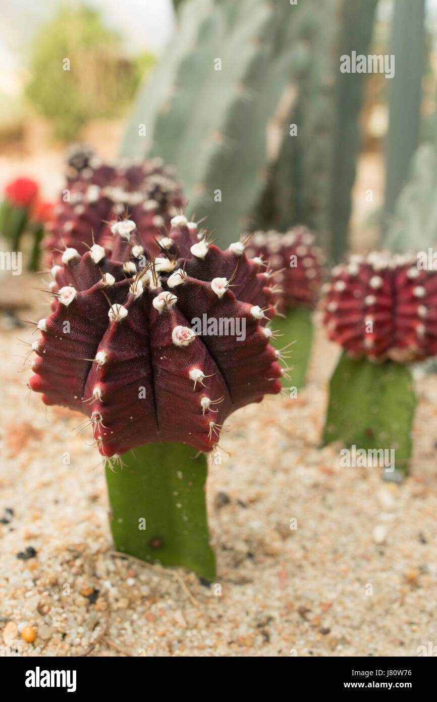 En el desierto de cactus en el jardín Foto de stock