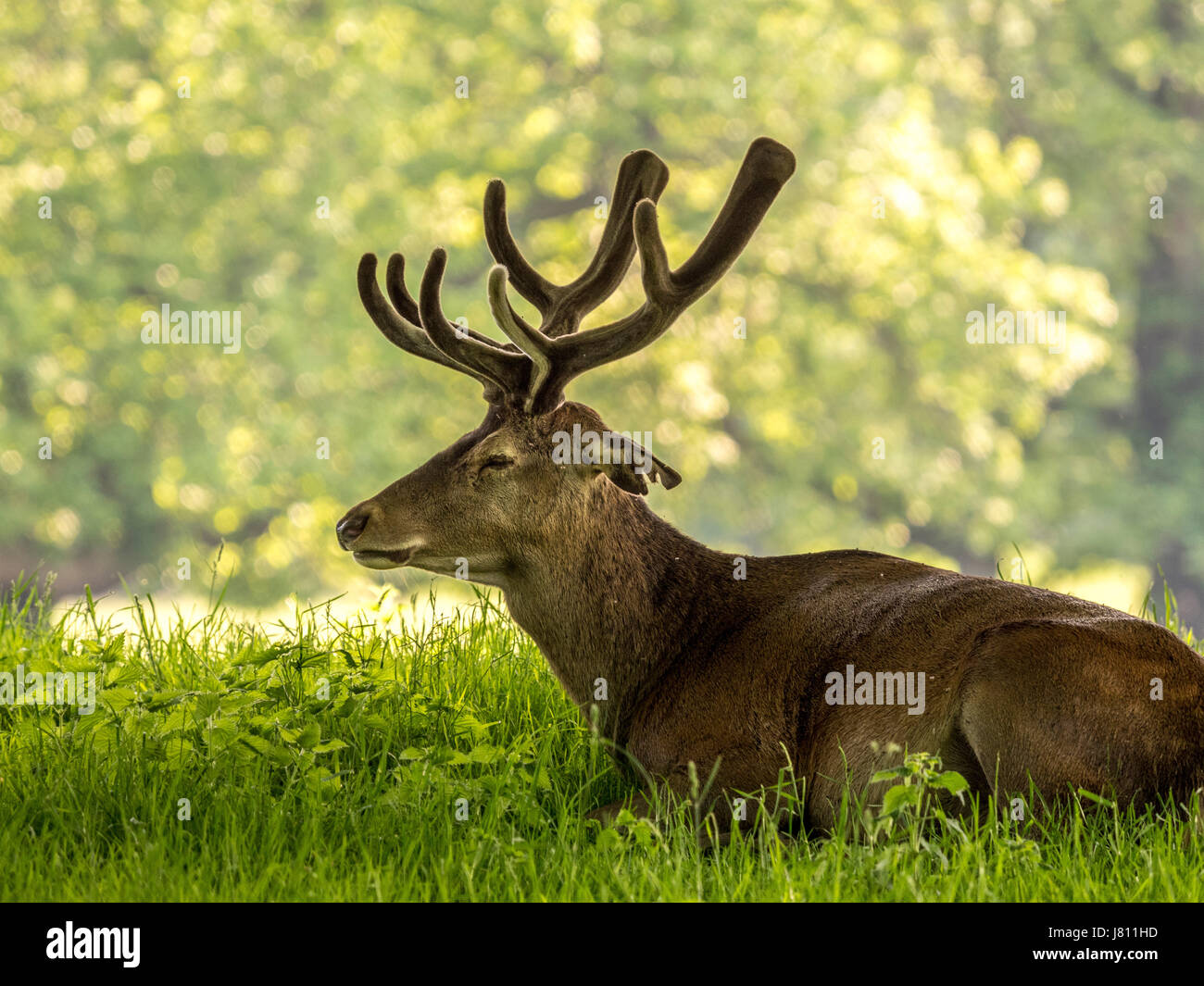 Red Deer, Wollaton Park, Nottingham, Reino Unido. Foto de stock