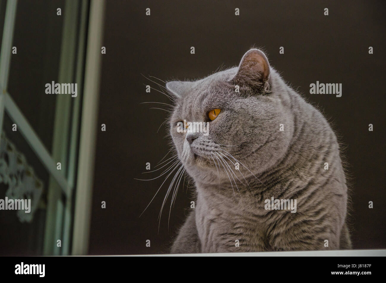 El Chartreux Es Mencionado Por Primera Vez En 1558 Por Joachim Du Bellay En Un Poema Titulado Vers Francais Sur La Mort D Un Petit Chat Fotografia De Stock Alamy