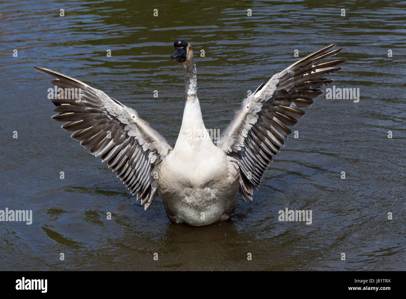 Aves acuáticas aves acuáticas aves criadas en agua hckergans trampilla ganso Anser cygnoides Foto de stock