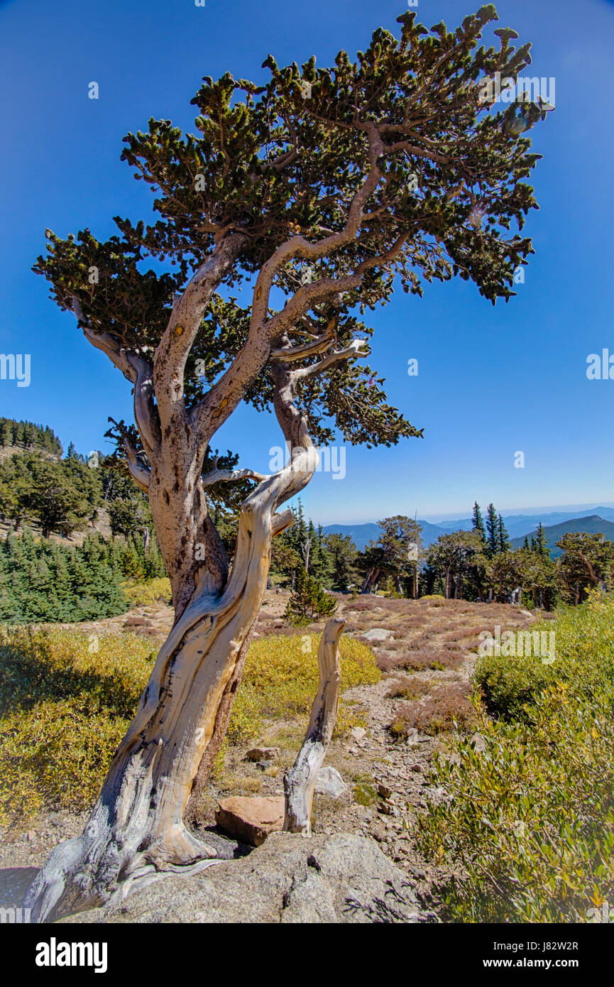Torcido de pinos bristlecone en Mt Evans Foto de stock