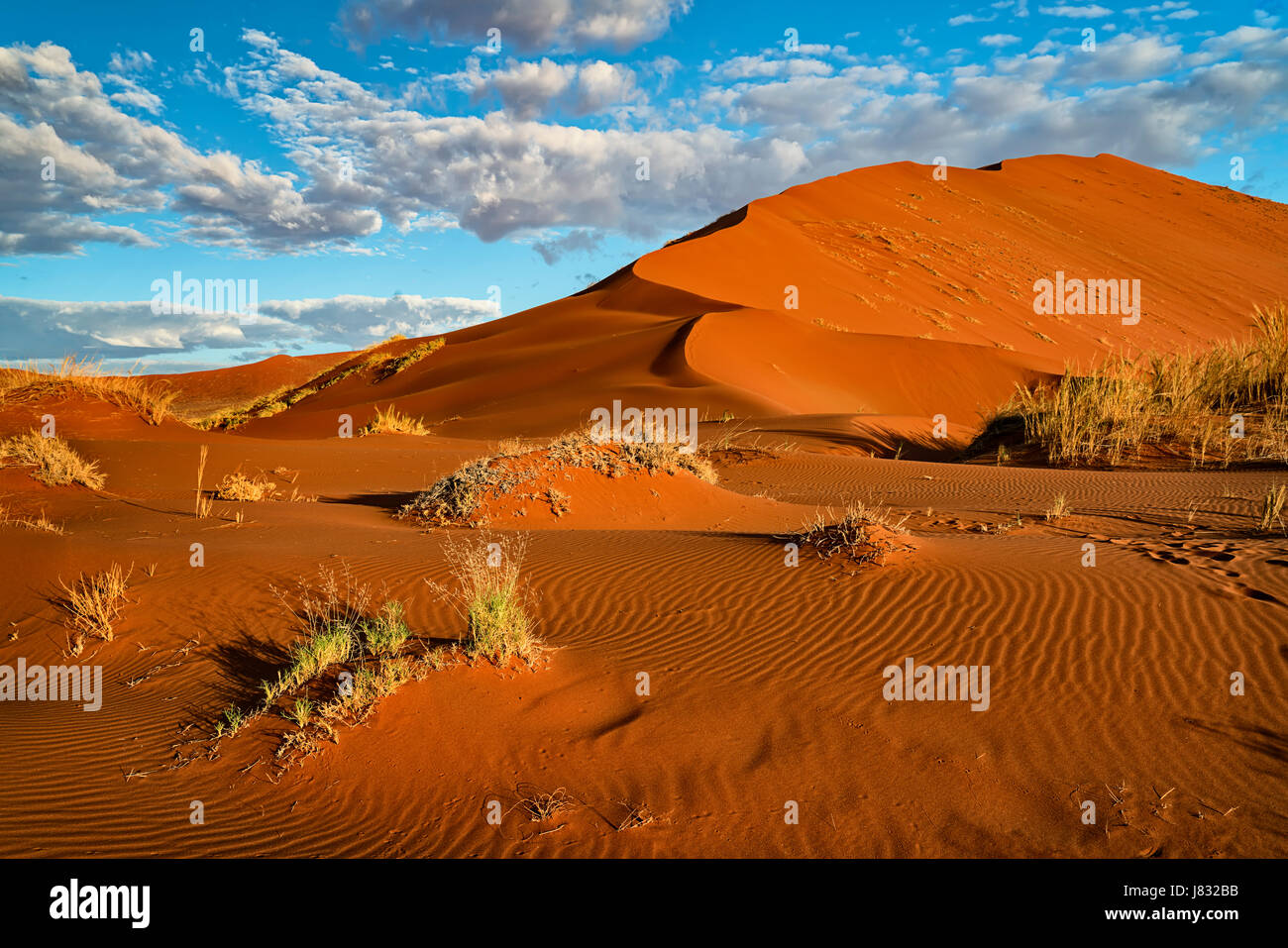 Desierto de dunas de arena y de hierba Foto de stock