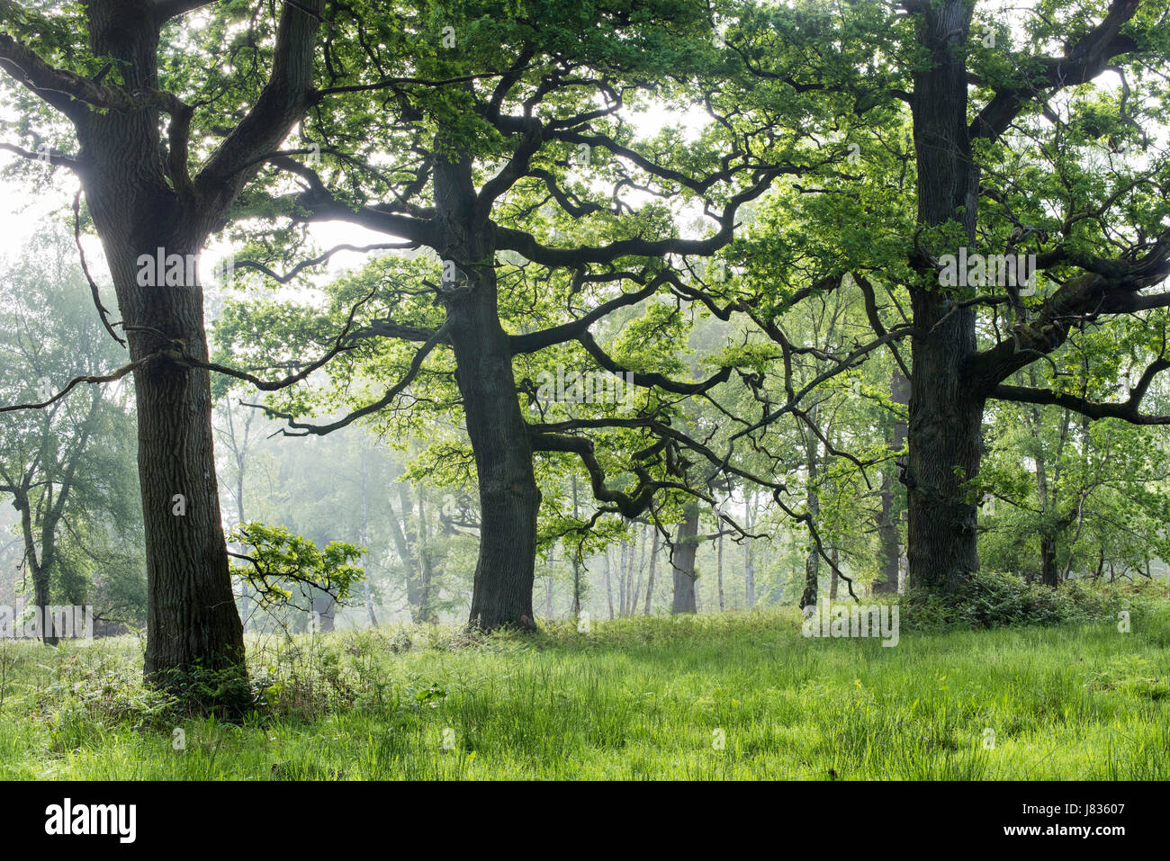 Misty robles en una versión en inglés de madera. Oxfordshire, Inglaterra Foto de stock