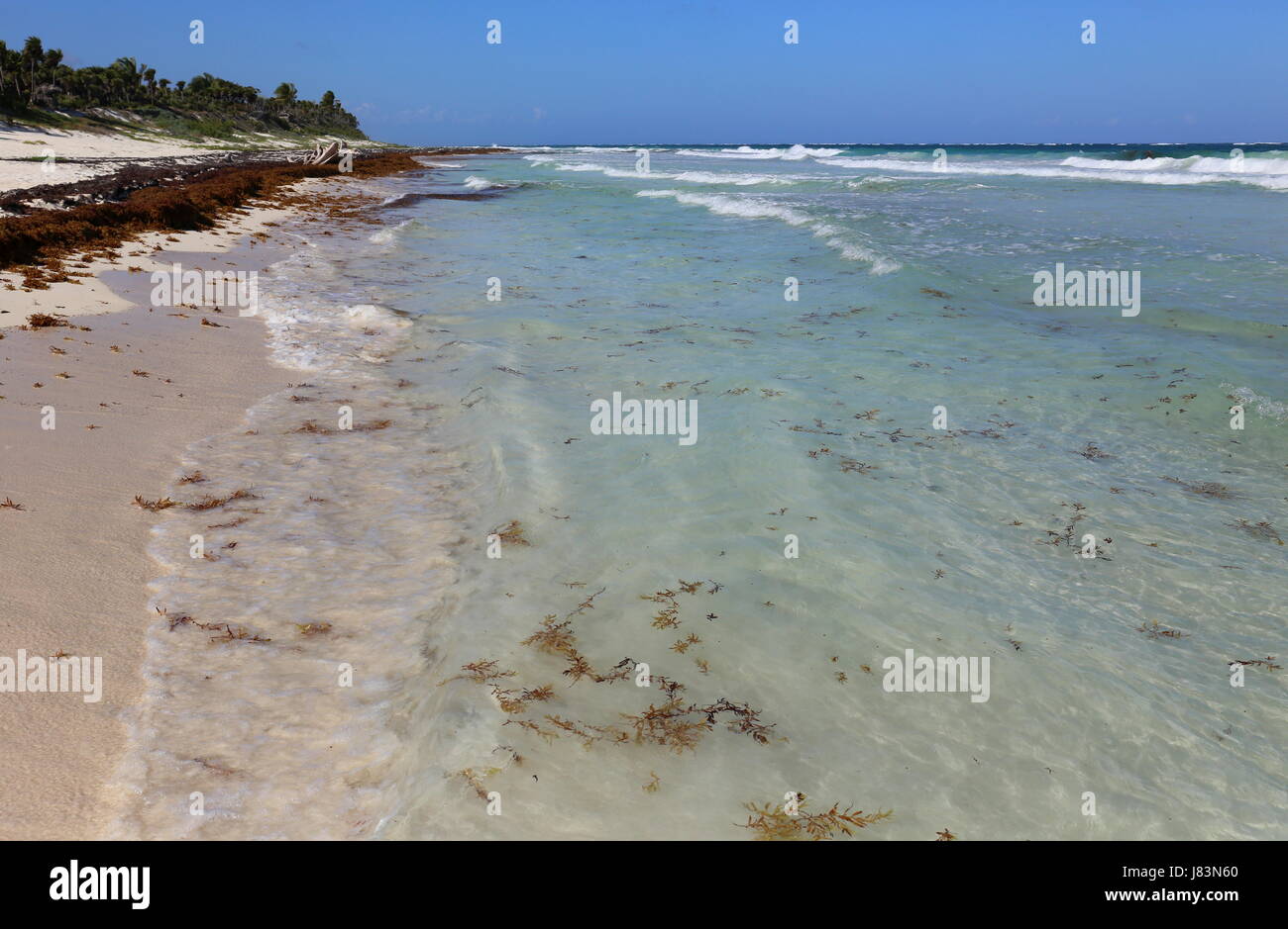 Océano Azul, arena blanca y alga roja Foto de stock
