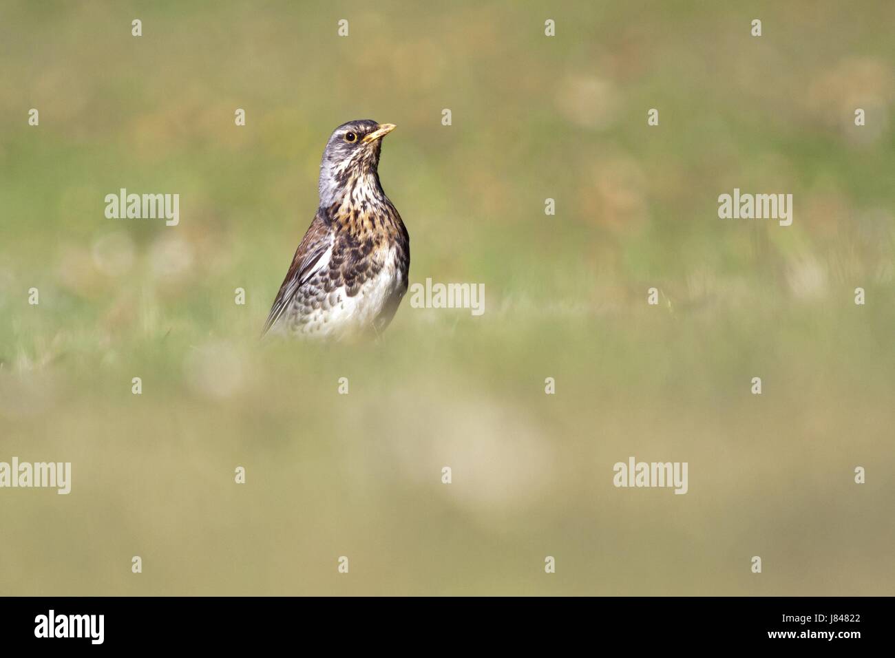 El canto de los pájaros aves-bird bobolinks animales aves aves migratorias mariposa Foto de stock