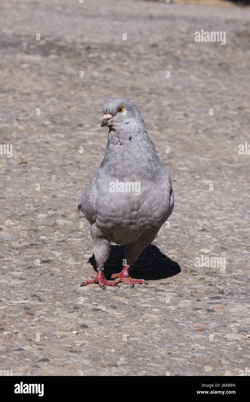 Aves aves palomas paloma pájaro del animal doméstico swarthy jetblack negros pájaros negros profundos Foto de stock