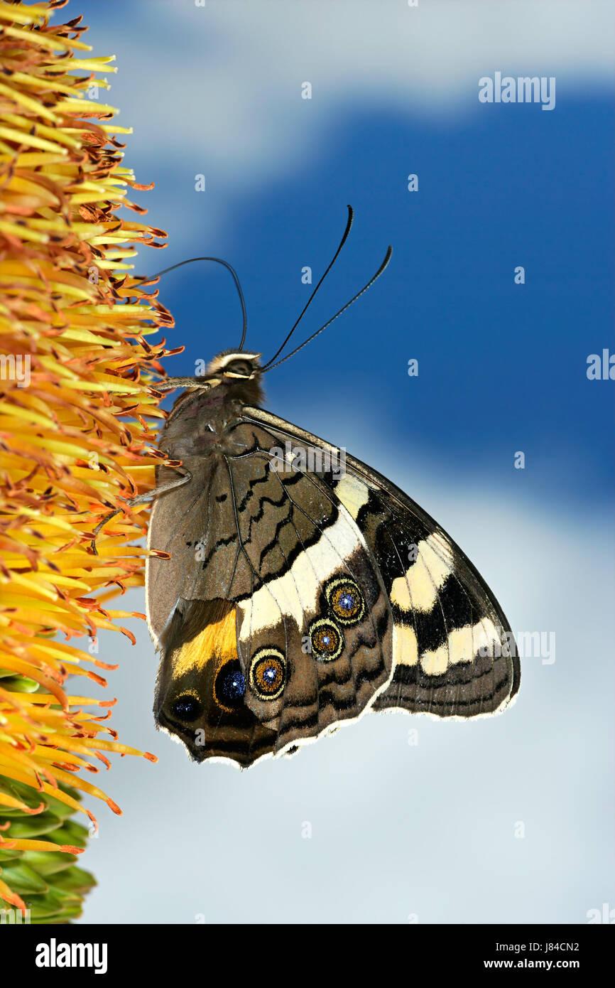 Planta de flor insectos mariposa alas alimentando firmamento azul cielo naturaleza piernas Foto de stock