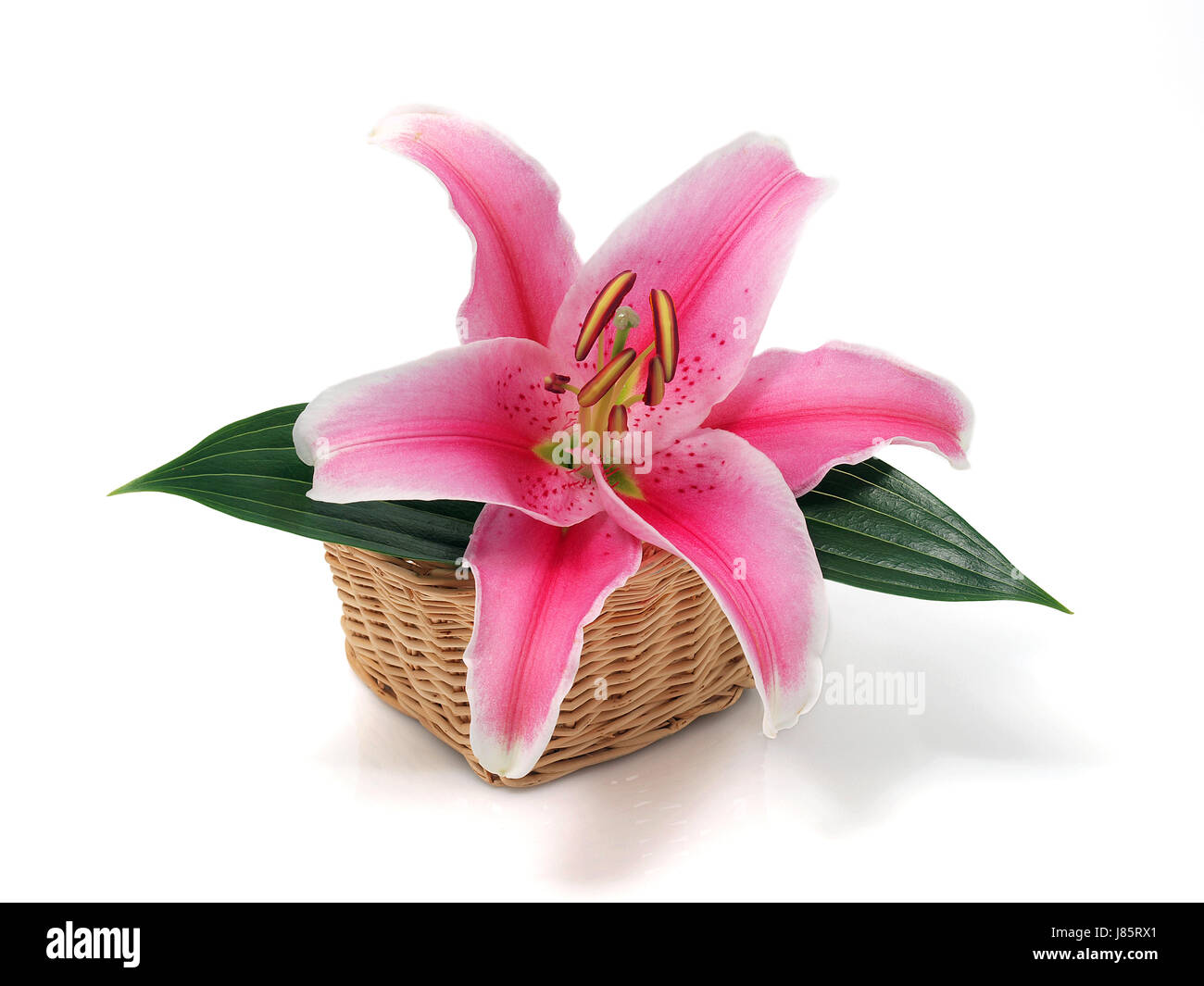 Planta de flor de lis pétalo perfume amor en el amor se enamoró de  stargazer rosa sola Fotografía de stock - Alamy