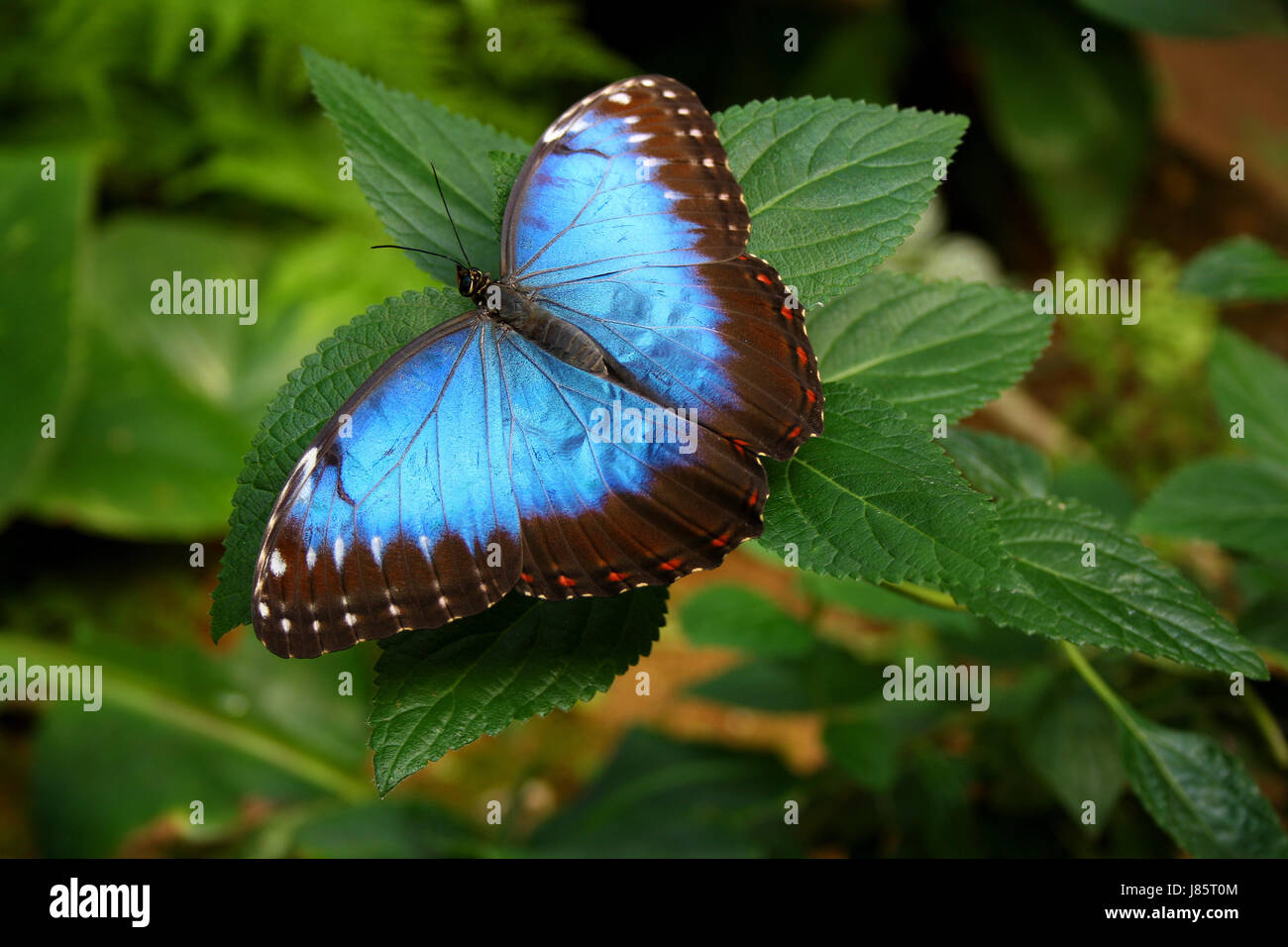Mariposa insecto selva de biodiversidad del bosque lluvioso insecto azul marrón Foto de stock